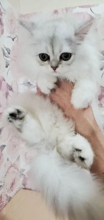 ID：2107-02100の子猫