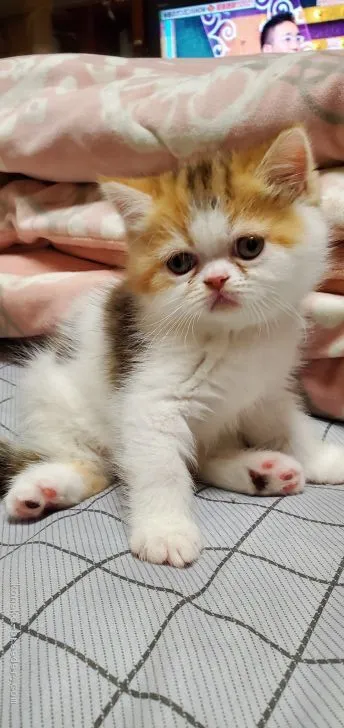 ID：2101-01803の子猫