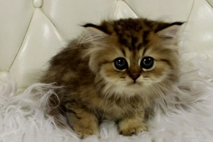 ID:2007-01648の子猫