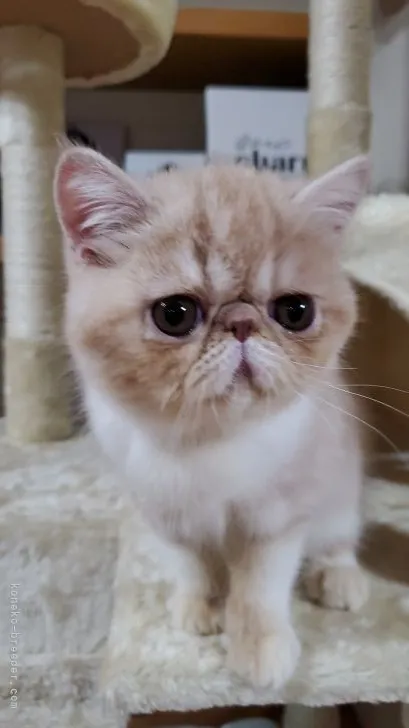 ID:2202-00958の子猫