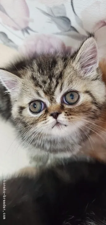 ID：2108-02576の子猫