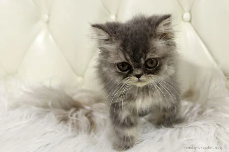 ID:2007-01157の子猫
