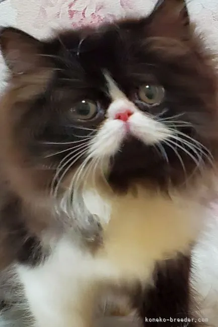 ID:2110-01014の子猫