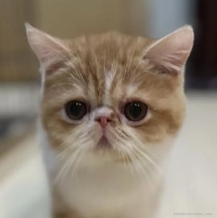 ID：2211-00657の子猫