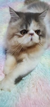 エキゾチックロングヘア【三重県・女の子・2021年9月24日・ダイリュートキャリコ】の写真「お目目クリクリのとても可愛い女の子。」