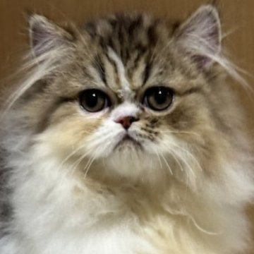 エキゾチックショートヘア【三重県・男の子・2023年2月22日・ブラウンタビー&ホワイト（ロングヘア）】の写真「おめめがクリクリの、ふわふわもこもこの可愛い男の子」