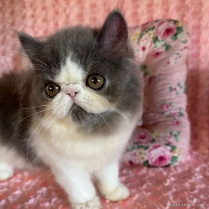 ID:2208-01942の子猫