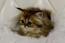 ペルシャ(チンチラ)【三重県・女の子・2020年5月19日・チンチラゴールデン】の写真3