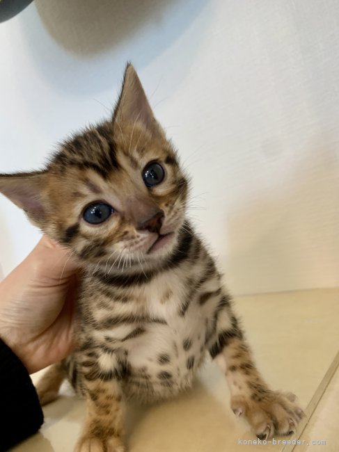 新澤龍一ブリーダーのブログ：子猫の画像更新しました