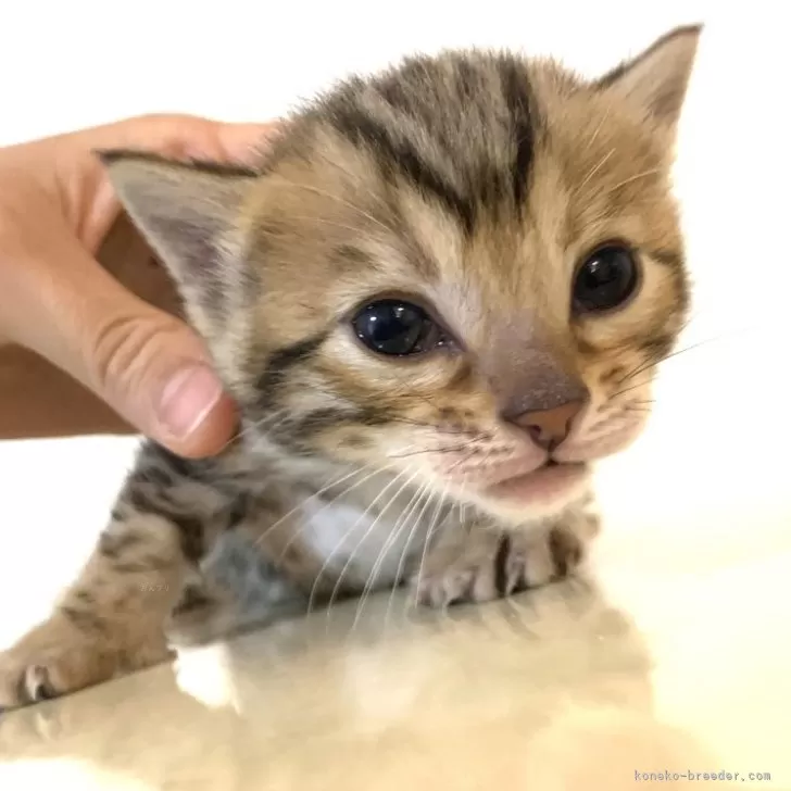 ID：2403-00385の子猫
