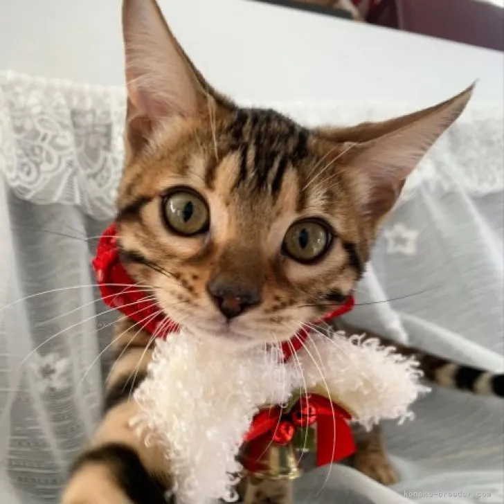 ID:2309-02428の子猫