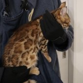 ベンガル【・女の子・2020年1月24日・ブラウンスポテッドタビー】