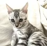 ベンガル【神奈川県・女の子・2025年8月1日・ブルースポテッドタビー(ロゼット)】の写真6「上目づかいが得意です」