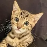 ベンガル【神奈川県・男の子・2025年8月14日・ブラウンスポテッドタビー(ロゼット)】の写真5