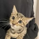 ベンガル【神奈川県・男の子・2025年8月14日・ブラウンスポテッドタビー(ロゼット)】の写真8