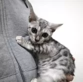 ベンガル【神奈川県・男の子・2025年8月14日・ブルースポテッドタビー(ロゼット)】の写真2「甘えん坊」