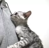 ベンガル【神奈川県・男の子・2025年8月14日・ブルースポテッドタビー(ロゼット)】の写真3