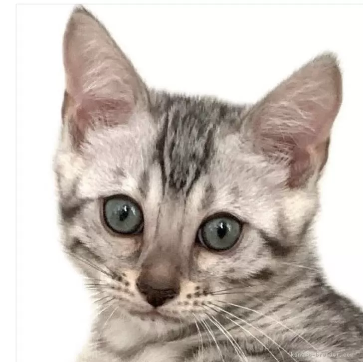 ID:2508-02458の子猫