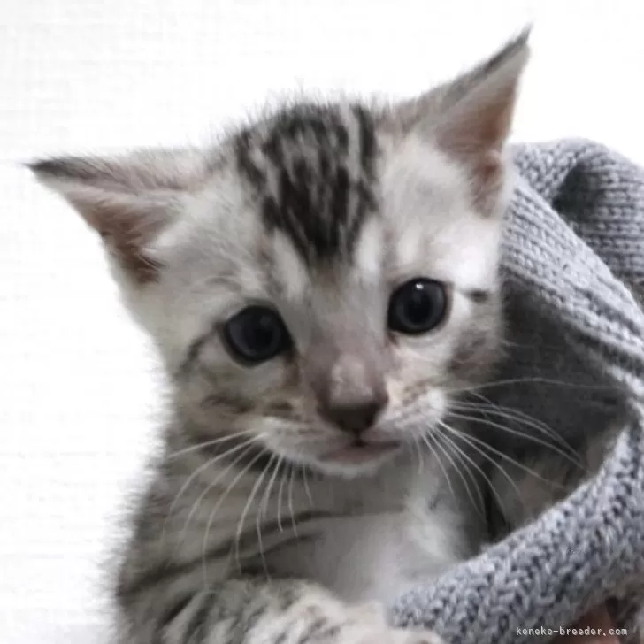 M.T 様のお迎えした子猫
