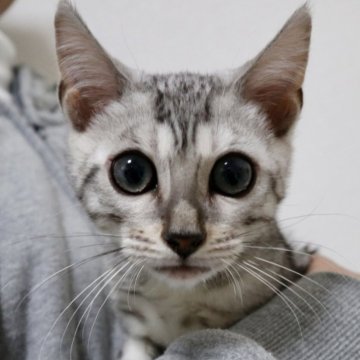 ベンガル【神奈川県・男の子・2025年8月14日・ブルースポテッドタビー(ロゼット)】の写真「長時間の抱っこ好きな穏やかな男の子です」