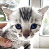 ベンガル