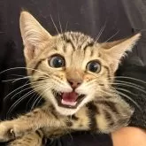 ベンガル【神奈川県・男の子・2025年8月14日・ブラウンスポテッドタビー(ロゼット)】の写真1