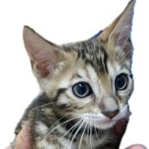 ベンガル
