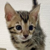 ベンガル