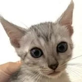 ベンガル