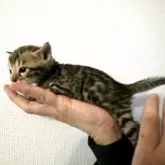 ベンガル【神奈川県・男の子・2025年2月21日・ブラウンスポテッドタビー(ロゼット)】の写真8