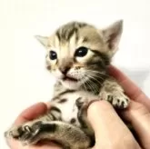 ベンガル【神奈川県・男の子・2025年2月21日・ブラウンスポテッドタビー(ロゼット)】の写真9