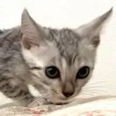 ベンガル【神奈川県・男の子・2025年8月14日・ブルースポテッドタビー(ロゼット)】の写真9「獲物を狙う顔」