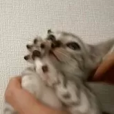 ベンガル【神奈川県・男の子・2025年8月14日・ブルースポテッドタビー(ロゼット)】の写真14「わたわた」