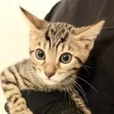 ベンガル【神奈川県・男の子・2025年8月14日・ブラウンスポテッドタビー(ロゼット)】の写真7