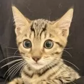 ベンガル【神奈川県・男の子・2025年8月14日・ブラウンスポテッドタビー(ロゼット)】の写真6