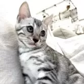 ベンガル【神奈川県・女の子・2025年8月1日・ブルースポテッドタビー(ロゼット)】の写真5