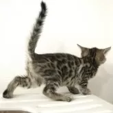 ベンガル【神奈川県・女の子・2025年2月21日・ブラウンスポテッドタビー(ロゼット)】の写真9「柄です」