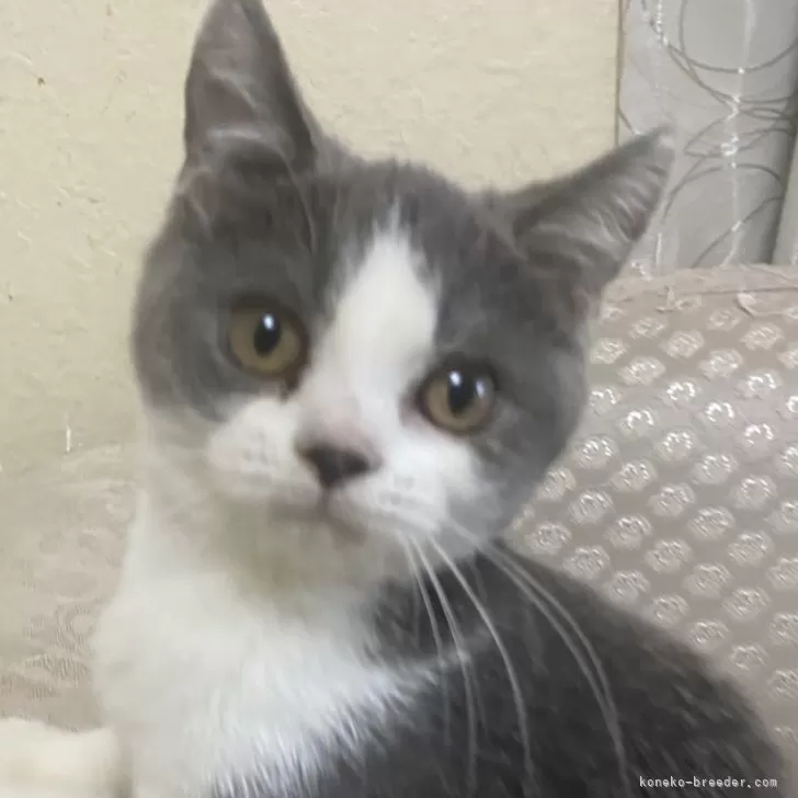 ID：2406-02566の子猫