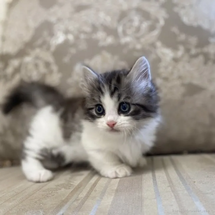 ID:2306-02412の子猫