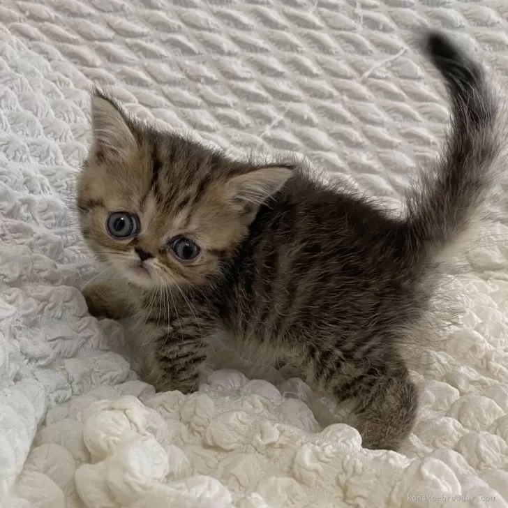 ID：2408-02402の子猫