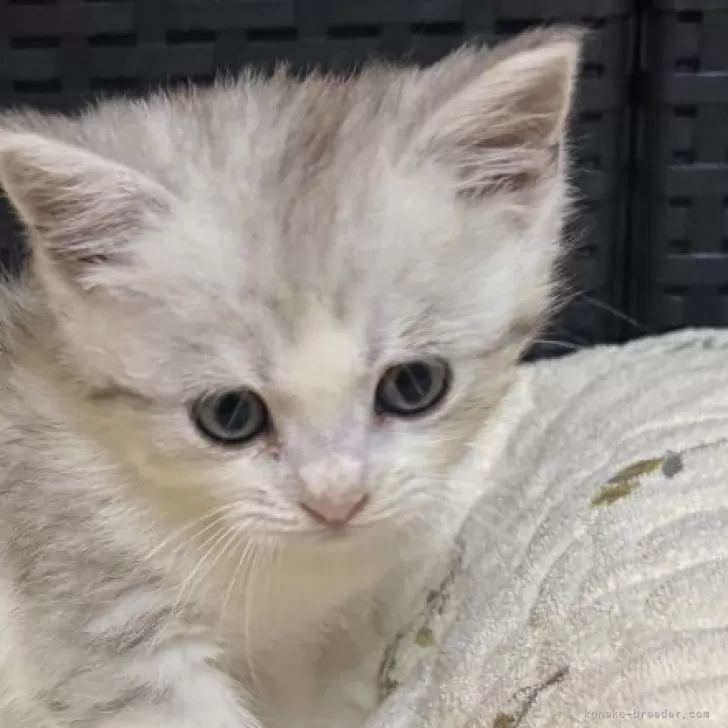 ID：2411-01986の子猫