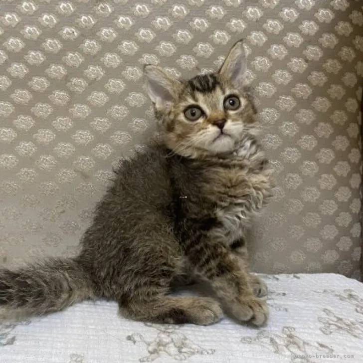ID:2307-03174の子猫