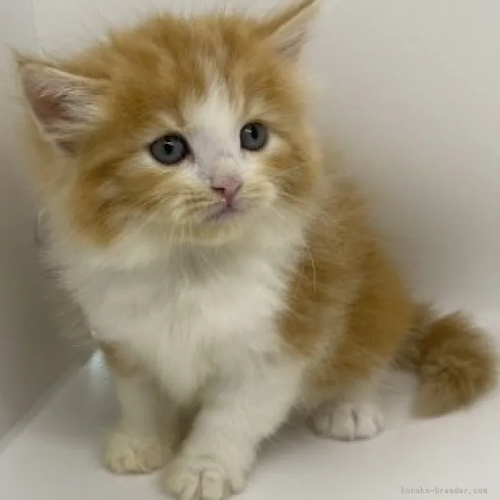 ID：2311-00829の子猫