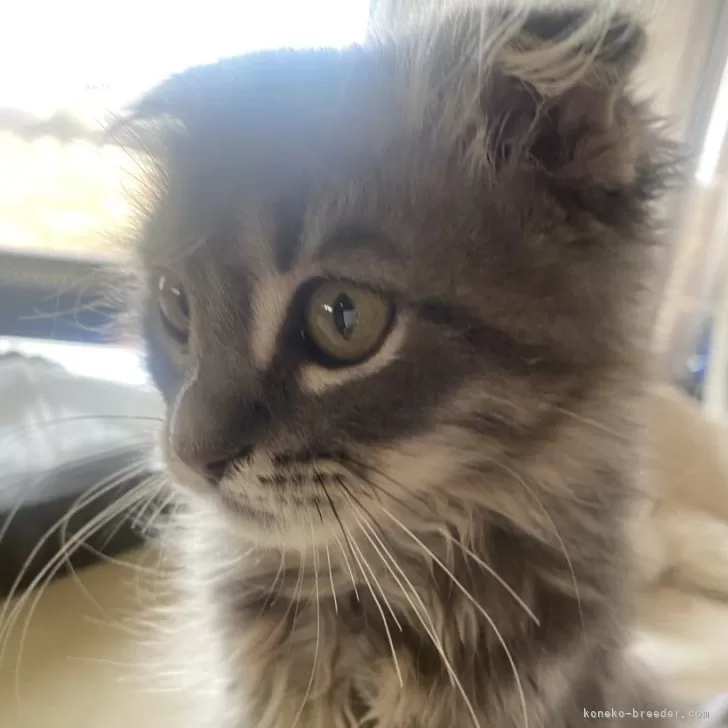 ID：2412-01147の子猫