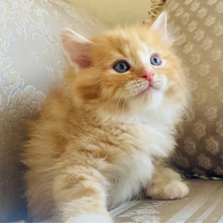ID：2308-00245の子猫