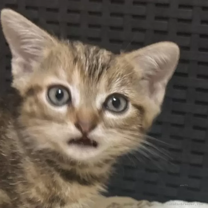ID:2411-01975の子猫