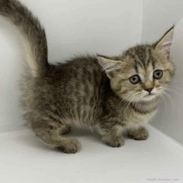 ID:2311-00400の子猫
