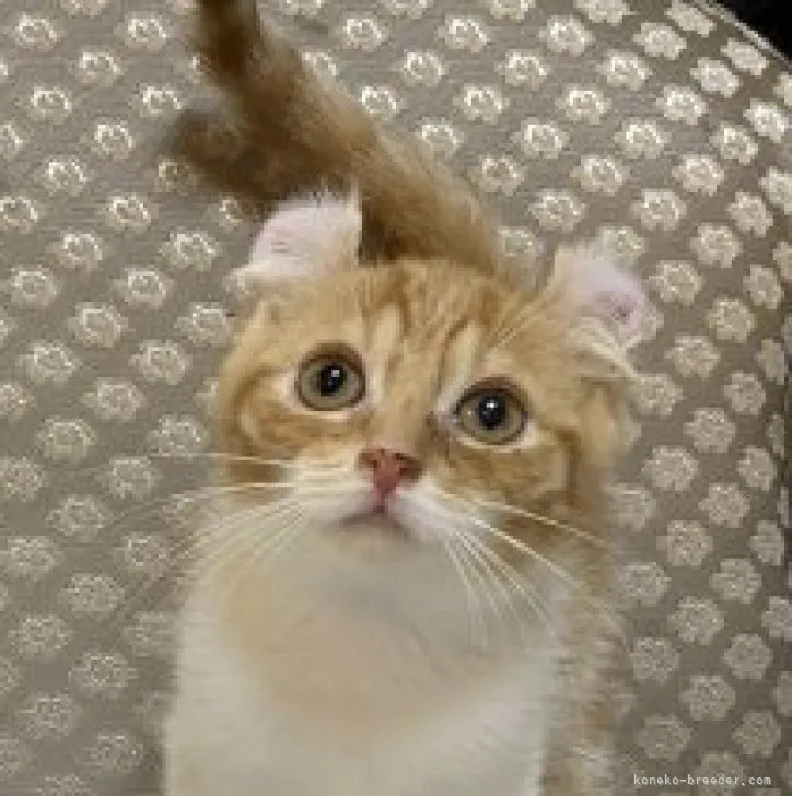 ID:2307-02382の子猫