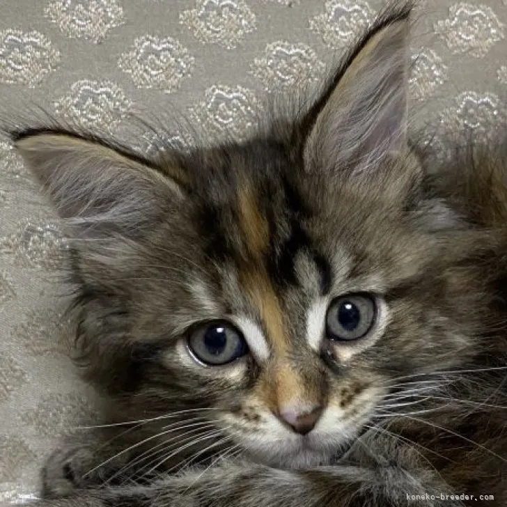 ID:2306-01230の子猫