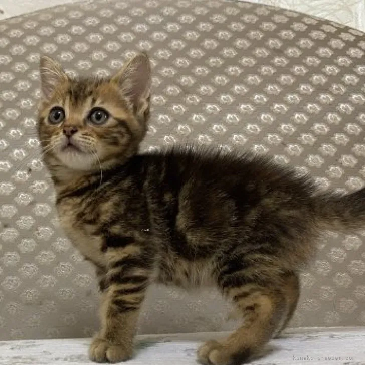 ID：2307-02654の子猫